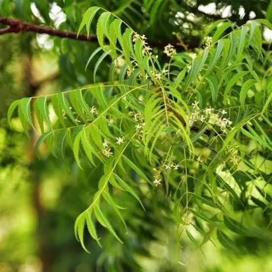 Azadirachta indica (Neem) — eFlora illustration card